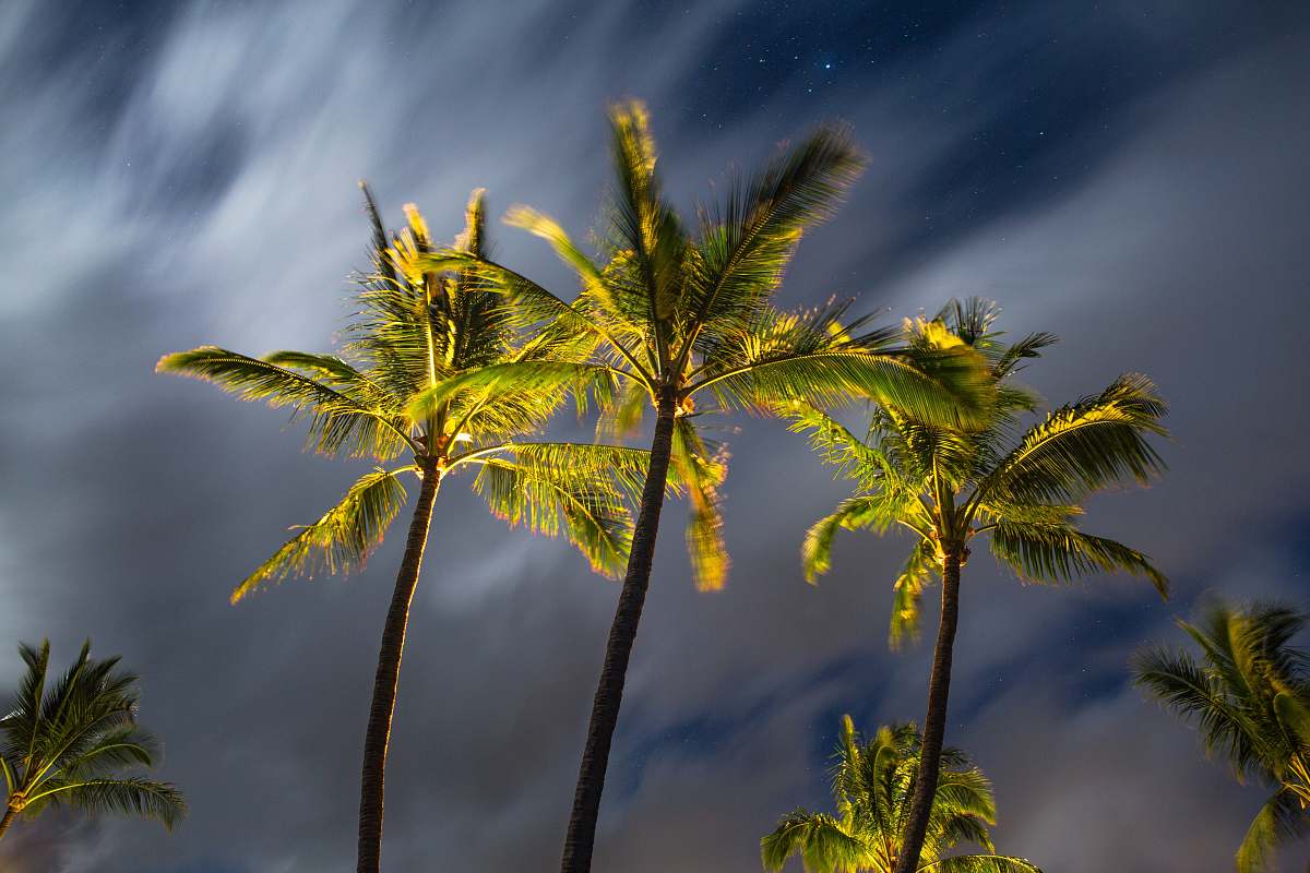 palm tree shallow focus of green palm trees flora